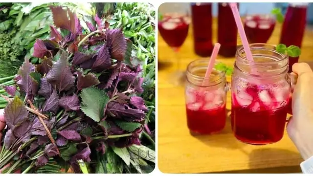 Hướng Dẫn Chi Tiết Cách Nấu Nước Lá Tía Tô Cho Bà Đẻ