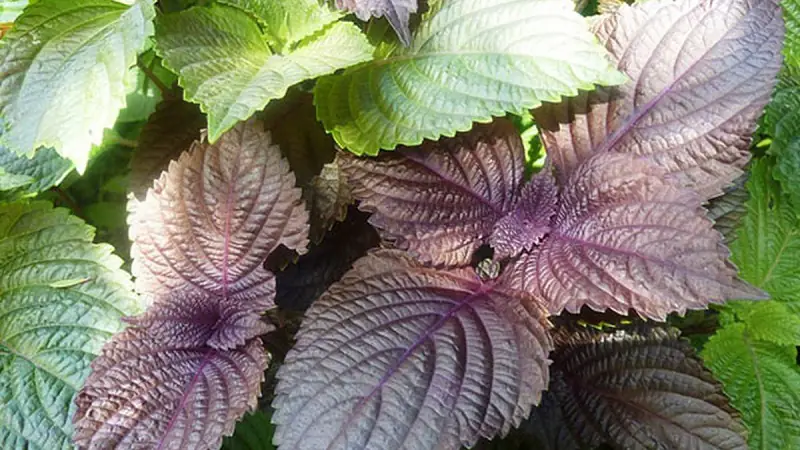 cách nấu nước la tía to uống đẹp da