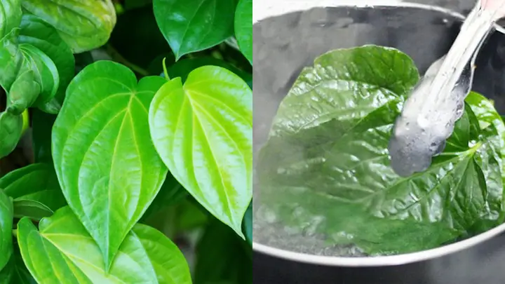 Cách Nấu Nước Lá Trầu Không Chuẩn Vị & Công Dụng Tuyệt Vời Cách Nấu Nước Lá Trầu Không Chuẩn Vị & Công Dụng Tuyệt Vời