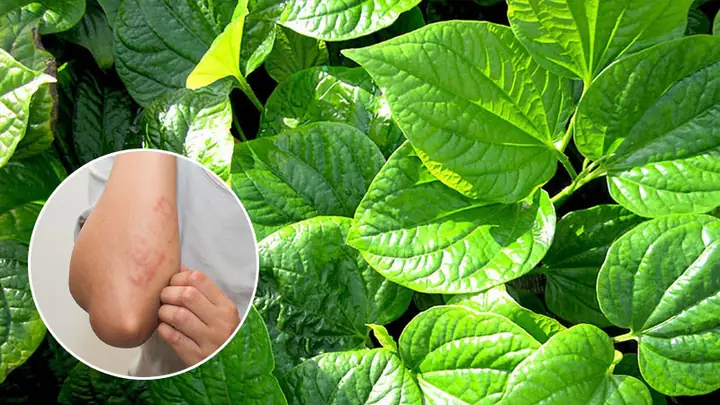 Cách Nấu Nước Lá Trầu Không Chuẩn Vị & Công Dụng Tuyệt Vời