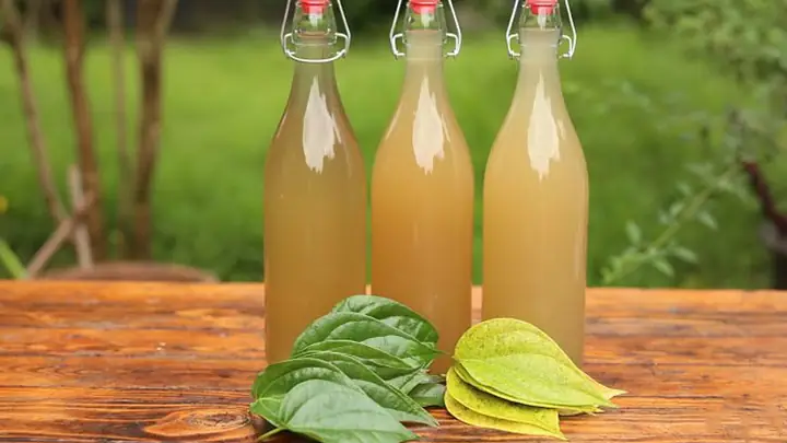 Cách Nấu Nước Lá Trầu Không Chuẩn Vị & Công Dụng Tuyệt Vời Cách Nấu Nước Lá Trầu Không Chuẩn Vị & Công Dụng Tuyệt Vời