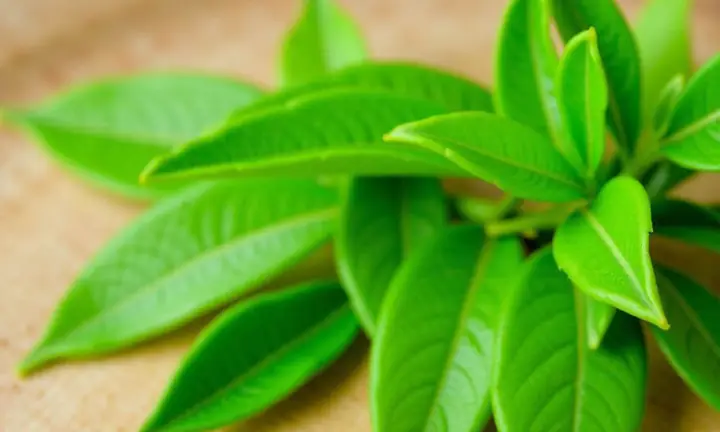 Cách Nấu Nước Lá Trầu Không Rửa Vùng Kín Đơn Giản, Hiệu Quả