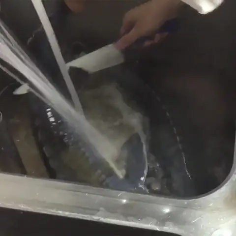 Sơ chế cá tầm Sơ chế cá tầm