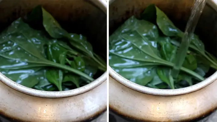 Cây mã đề nấu nước uống có tác dụng gì? Cách làm ra sao? Cây mã đề nấu nước uống có tác dụng gì? Cách làm ra sao?