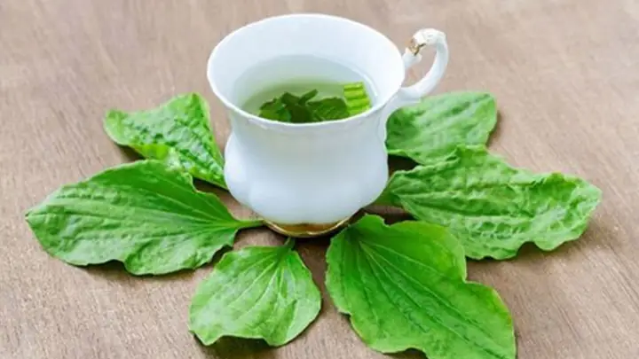 cách nấu nước mã đề cách nấu nước mã đề