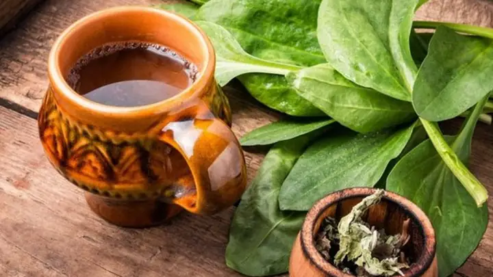 Cây mã đề nấu nước uống có tác dụng gì? Cách làm ra sao? Cây mã đề nấu nước uống có tác dụng gì? Cách làm ra sao?