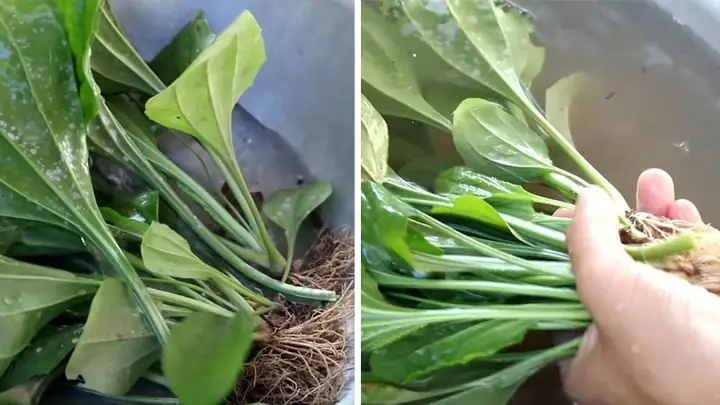 Cây mã đề nấu nước uống có tác dụng gì? Cách làm ra sao? Cây mã đề nấu nước uống có tác dụng gì? Cách làm ra sao?