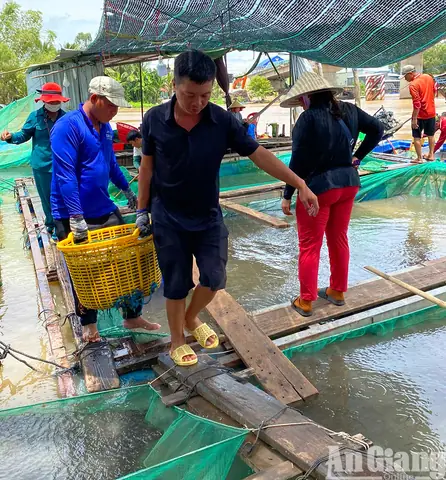 Cách Nấu Nước Mắm Cá Linh Thơm Ngon, Đậm Đà Tại Nhà Cách Nấu Nước Mắm Cá Linh Thơm Ngon, Đậm Đà Tại Nhà
