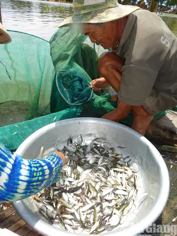 Cách Nấu Nước Mắm Cá Linh Thơm Ngon, Đậm Đà Tại Nhà Cách Nấu Nước Mắm Cá Linh Thơm Ngon, Đậm Đà Tại Nhà