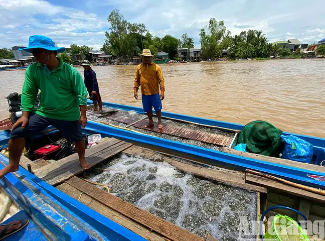 Cách Nấu Nước Mắm Cá Linh Thơm Ngon, Đậm Đà Tại Nhà