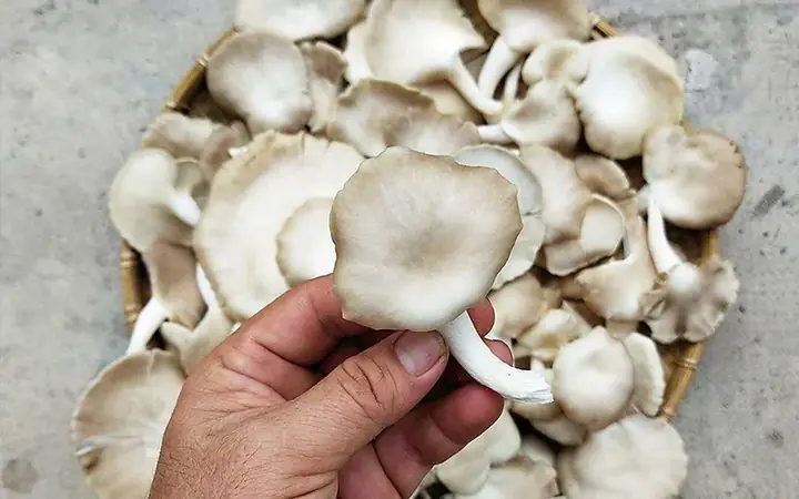 Làm nước mắm từ nấm bào ngư