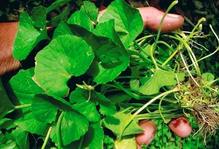 1. Hướng dẫn làm nước ép rau má nguyên chất