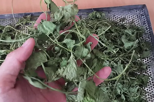 Cách Nấu Nước Rau Má Khô Ngon Và Đơn Giản Tại Nhà