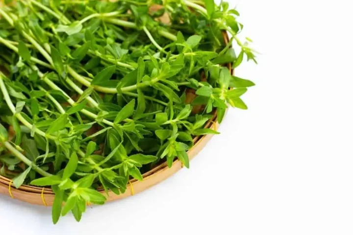 cách nấu nước rau ngổ