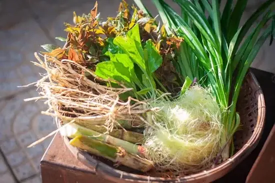 Hướng Dẫn Cách Nấu Nước Rễ Tranh Giải Nhiệt Chuẩn Vị Hướng Dẫn Cách Nấu Nước Rễ Tranh Giải Nhiệt Chuẩn Vị