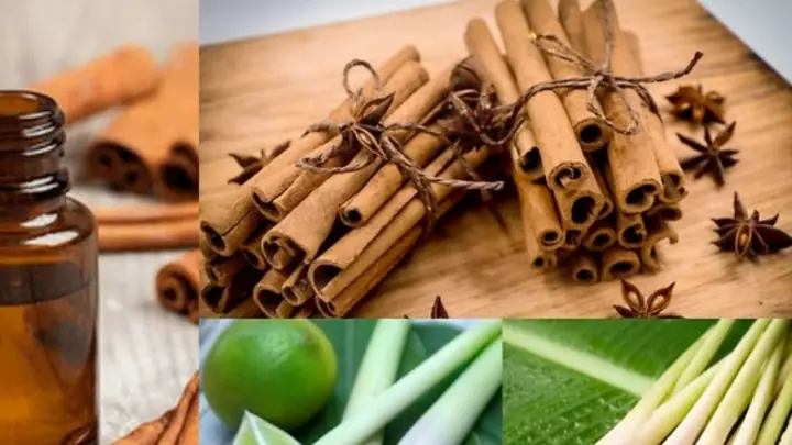 Cách nấu nước sả lau nhà hiệu quả, thơm mát