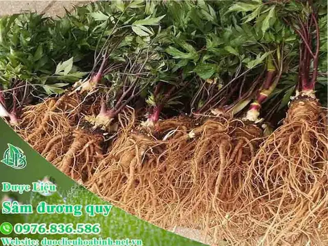 Vài nét về Sâm Đương Quy