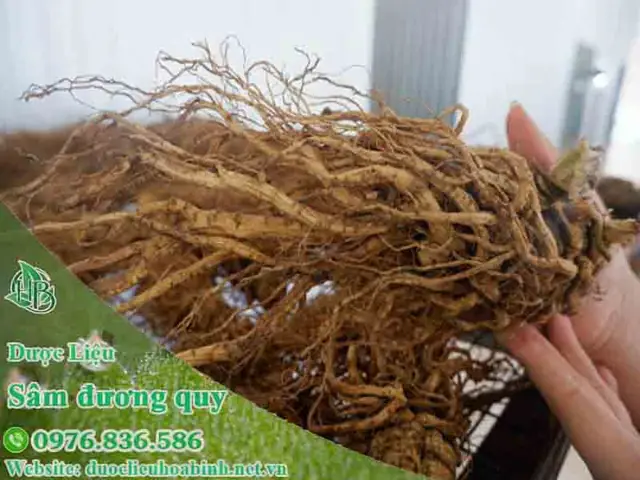 Sâm đương quy có tác dụng gì?