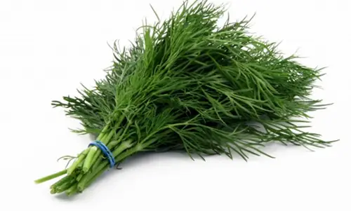 Cách Nấu Nước Thì Là Lợi Sữa Chuẩn Nhất Giúp Sữa Về Dồi Dào