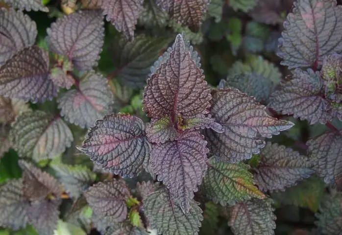 Nước Tía Tô Trước Tiêm Phòng: Cách Nấu Và Lưu Ý Quan Trọng