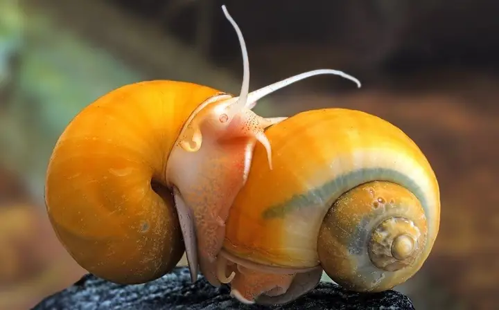 Hướng Dẫn Cách Nấu Ốc Bươu Vàng Đậm Đà Ngay Tại Nhà