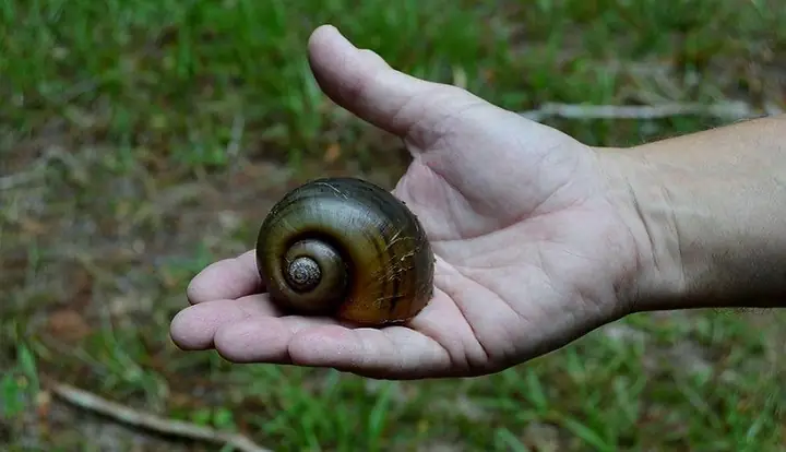 Hướng Dẫn Cách Nấu Ốc Bươu Vàng Đậm Đà Ngay Tại Nhà