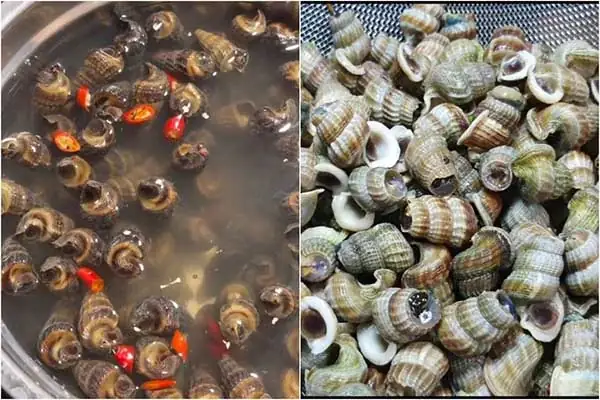 Cách Nấu Ốc Đá Nước Dừa Chuẩn Vị, Thơm Lừng Hấp Dẫn