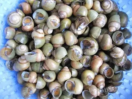 Hướng Dẫn Cách Nấu Ốc Gạo Miền Trung Chuẩn Vị Tại Nhà