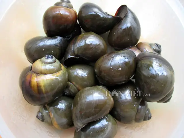Hướng Dẫn Cách Nấu Ốc Giả Cầy Ngon Chuẩn Vị, Dễ Làm Tại Nhà