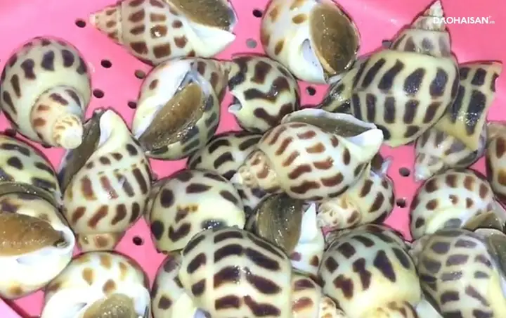 Sơ chế ốc hương