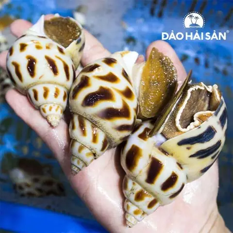 Cách Nấu Ốc Hương Xào Sả Thơm Lừng, Đậm Đà Khó Cưỡng Cách Nấu Ốc Hương Xào Sả Thơm Lừng, Đậm Đà Khó Cưỡng