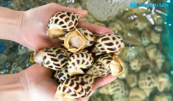 Cách Nấu Ốc Hương Xào Tỏi Thơm Ngon Chuẩn Vị Tại Nhà