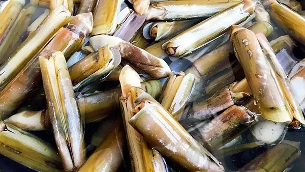 Cách Nấu Ốc Móng Tay Xào Sa Tế Thơm Ngon Chuẩn Vị Tại Nhà