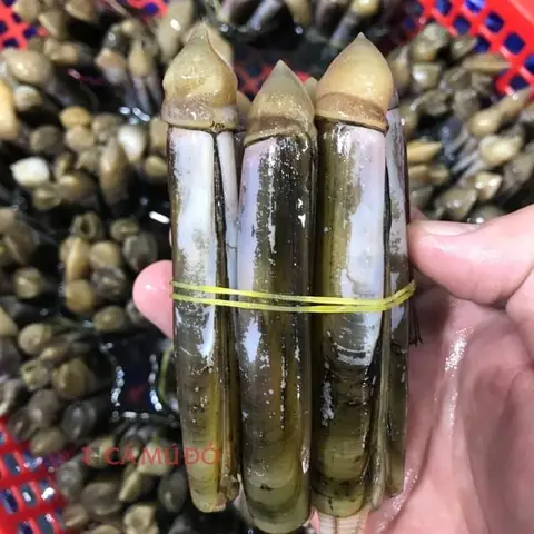 Cách Nấu Ốc Móng Tay Xào Sả Ớt Thơm Ngon, Đậm Đà Chuẩn Vị Cách Nấu Ốc Móng Tay Xào Sả Ớt Thơm Ngon, Đậm Đà Chuẩn Vị