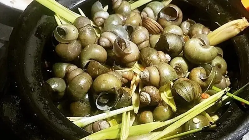 cách nấu ốc om chuối đậu cách nấu ốc om chuối đậu