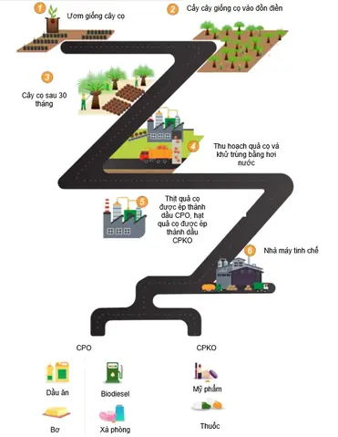 Cách Nấu Quả Cọ Dầu Chuẩn Vị, Đơn Giản Tại Nhà