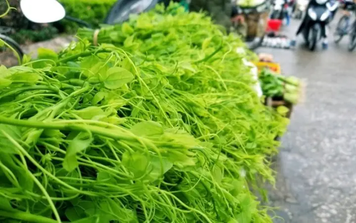 Cách Nấu Rau Bò Khai Ngon Chuẩn Vị Vùng Cao, Đậm Đà Hương Vị Cách Nấu Rau Bò Khai Ngon Chuẩn Vị Vùng Cao, Đậm Đà Hương Vị