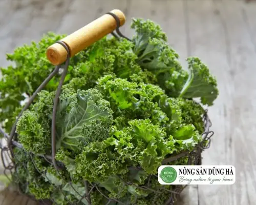 Cách Nấu Rau Cải Xoăn Ngon Miệng, Giữ Trọn Dinh Dưỡng Cách Nấu Rau Cải Xoăn Ngon Miệng, Giữ Trọn Dinh Dưỡng