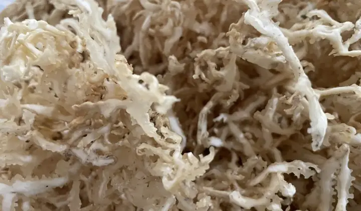 cách nấu rau câu sợi khô