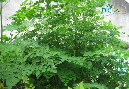 Cách Nấu Rau Chùm Ngây Lợi Sữa: Hướng Dẫn Chi Tiết Từ A Đến Z