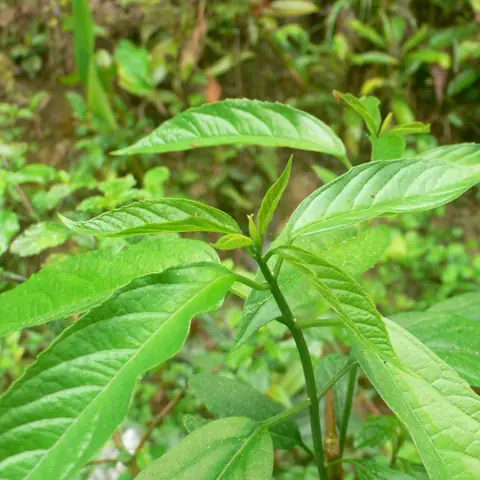 Cách Nấu Rau Đắng Cảy Chuẩn Vị Miền Tây Ngay Tại Nhà