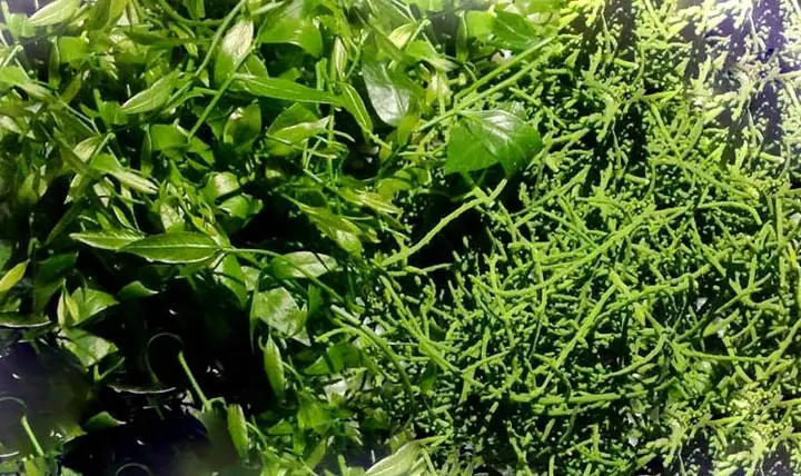 Hướng Dẫn Chi Tiết Cách Nấu Rau Ngót Rừng Thơm Ngon