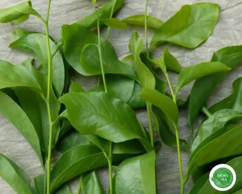 Hướng Dẫn Chi Tiết Cách Nấu Rau Ngót Rừng Thơm Ngon