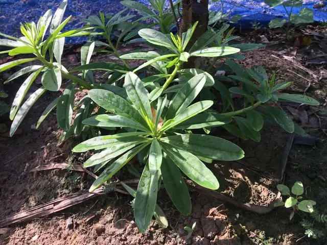 Cách Nấu Rau Sâm Đất Thơm Ngon, Đơn Giản Tại Nhà