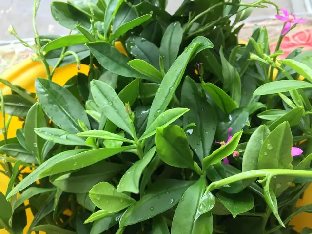 Cách Nấu Rau Sâm Đất Thơm Ngon, Đơn Giản Tại Nhà