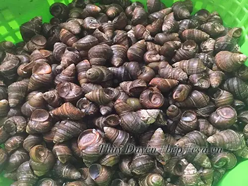 Cách Nấu Riêu Ốc Cà Chua Chuẩn Vị, Thơm Ngon Tại Nhà Cách Nấu Riêu Ốc Cà Chua Chuẩn Vị, Thơm Ngon Tại Nhà