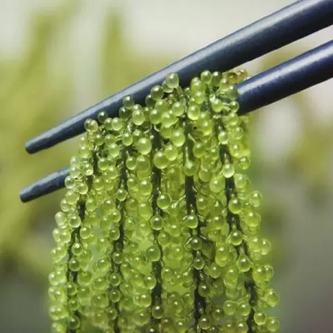 Cách Nấu Rong Nho Biển Thanh Mát: Hướng Dẫn Toàn Diện Từ A-Z