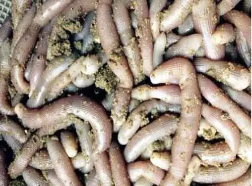 Cách Nấu Sá Sùng Khô Ngon Chuẩn Vị & Bí Quyết Sơ Chế Từng Bước