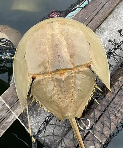 Hướng dẫn chi tiết cách nấu sam biển xào chua ngọt