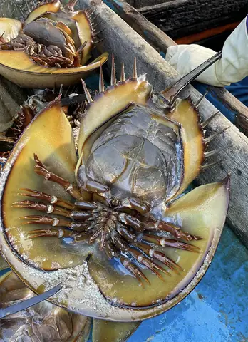 Hướng dẫn chi tiết cách nấu sam biển xào chua ngọt